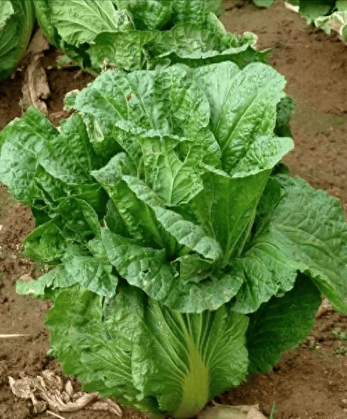 大白菜生长期巧施肥